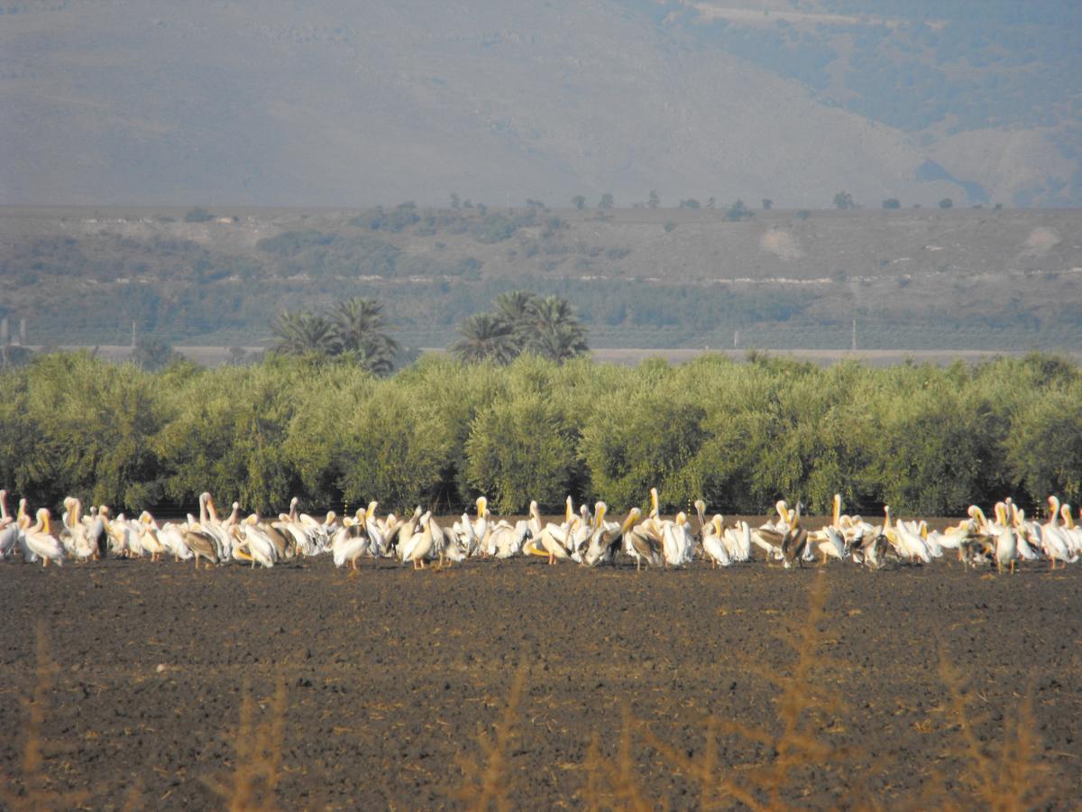 Jordan Valley Birding Lodge Kefar Ruppin Buitenkant foto