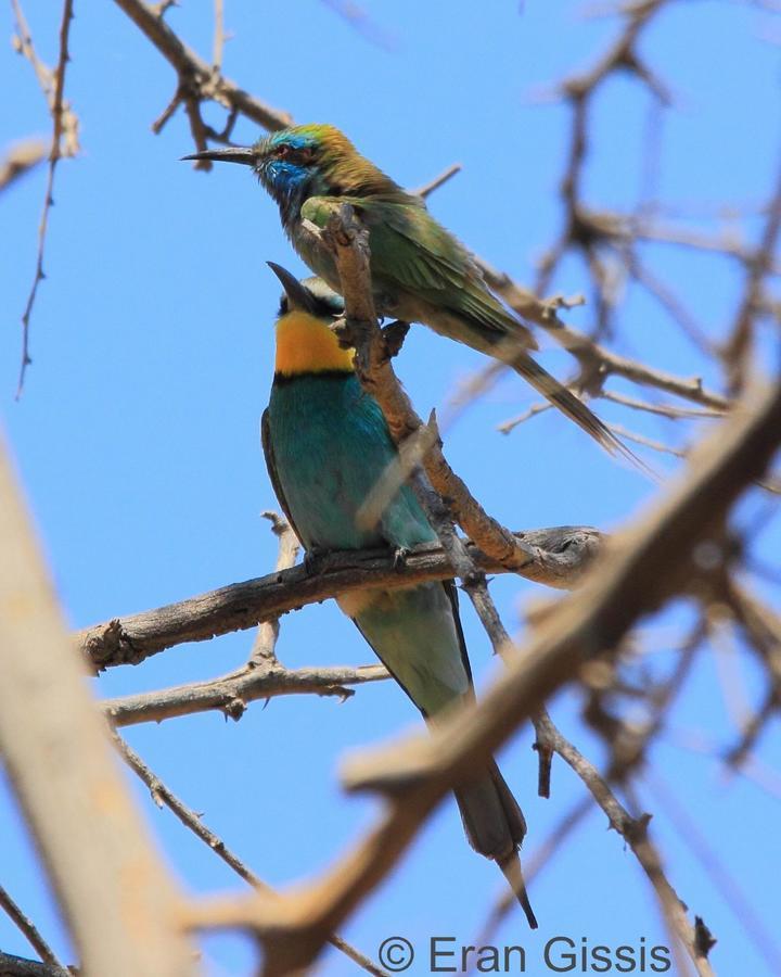 Jordan Valley Birding Lodge Kefar Ruppin Buitenkant foto