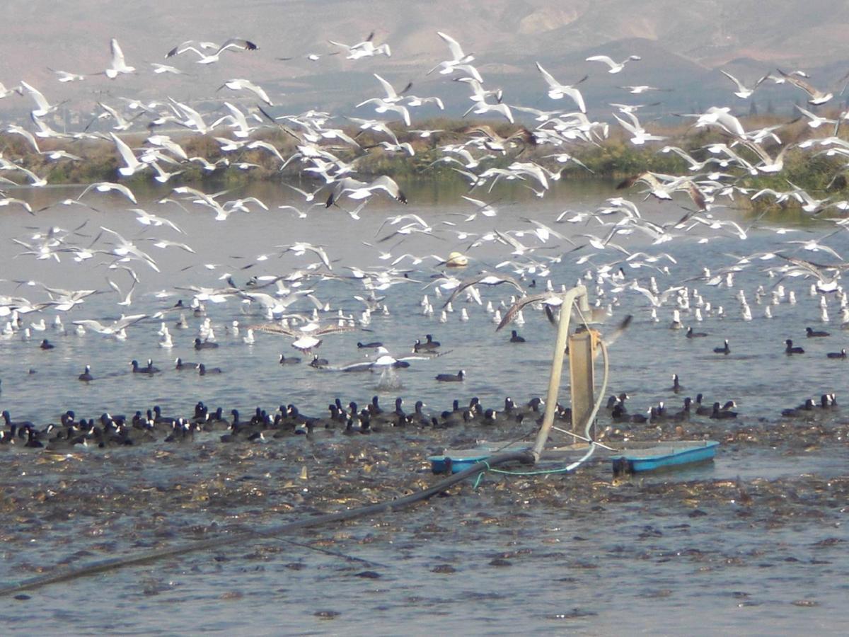 Jordan Valley Birding Lodge Kefar Ruppin Buitenkant foto