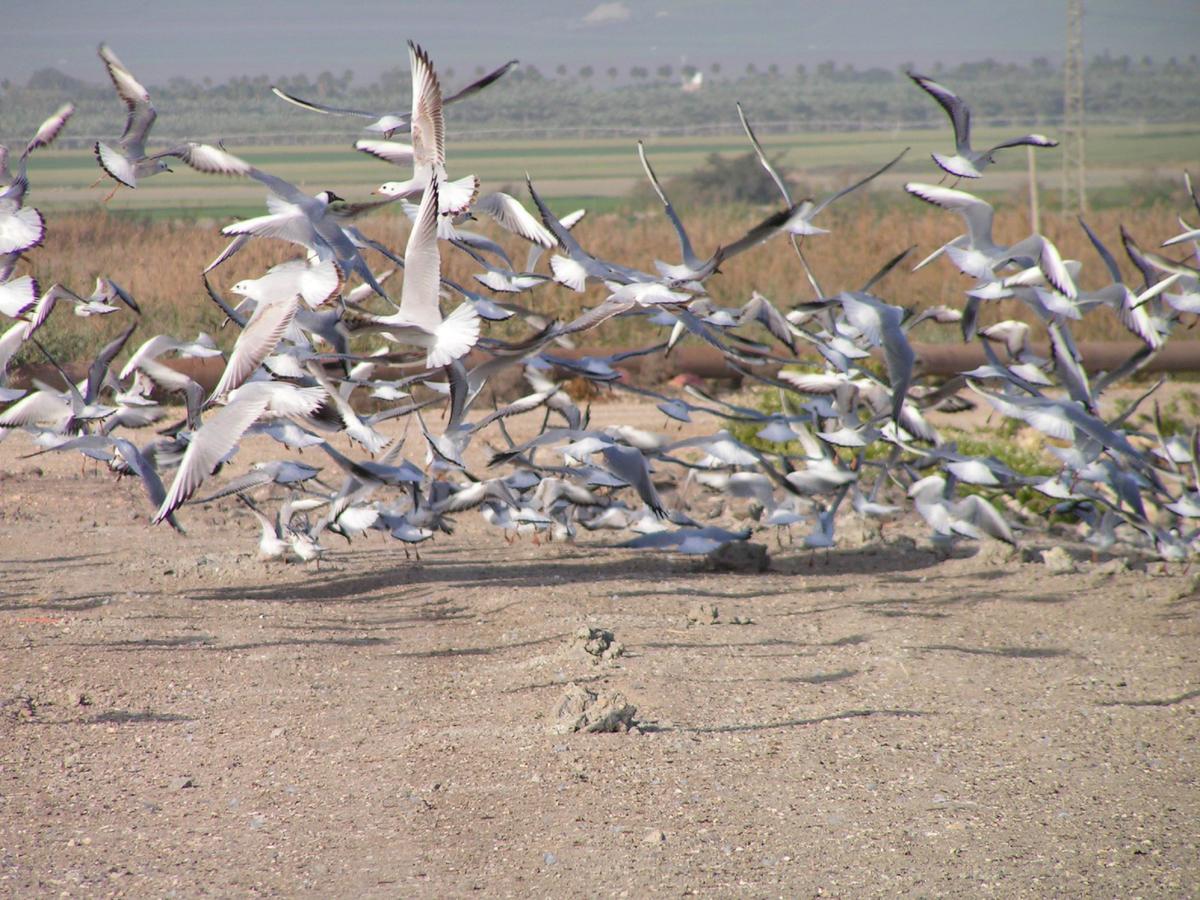 Jordan Valley Birding Lodge Kefar Ruppin Buitenkant foto
