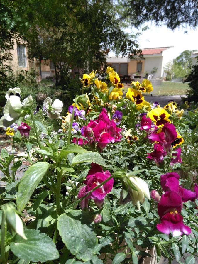 Jordan Valley Birding Lodge Kefar Ruppin Buitenkant foto